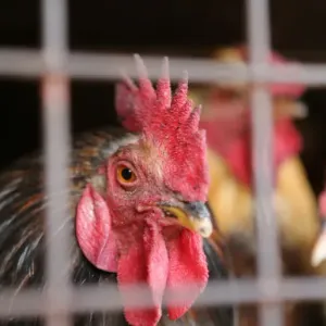كندا تشدد قيود استيراد الماشية الأميركية بسبب مخاوف من إنفلونزا الطيور