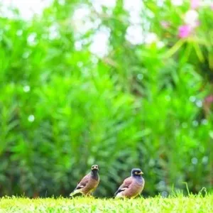 "البيئة": القضاء على أكثر من مليون طائر غازي
