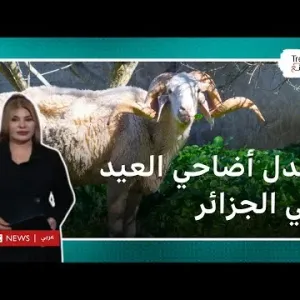 الجزائر: وزير الفلاحة ينفي استيراد أضاحي العيد من رومانيا رغم ارتفاع أسعارها في الأسواق