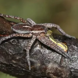 فيديو| رصد عنكبوت طواف مهدد بالانقراض في بريطانيا