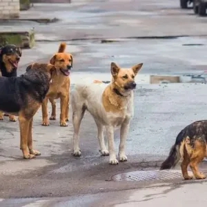 الكلاب الضالة تهدد سكان تركيا.. وجمعيات حقوق الحيوان ترفض القتل الرحيم