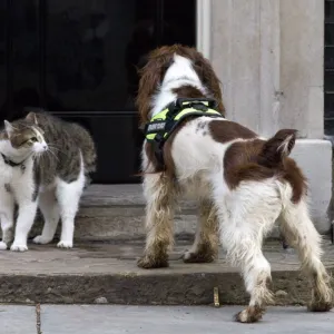 القط لاري يستقبل سادس رئيس وزراء بريطاني في داوننغ ستريت