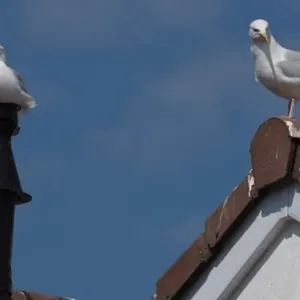 طيور النورس تحتل مدينة بريطانية وتستهدف سعاة البريد