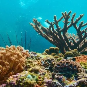 الشعاب المرجانيّة بمحافظة مسندم.. بيئةٌ جاذبة لمحبي الغوص