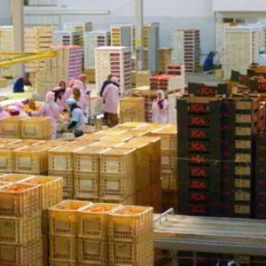 صادرات التمور التونسية ترتفع بنسبة4ر21 بالمائة من حيث القيمة