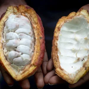 "السيدي تفقد قيمتها كلّ يوم"... مزارعو الكاكاو في غانا يلجأون إلى التهريب لبيع محاصيلهم