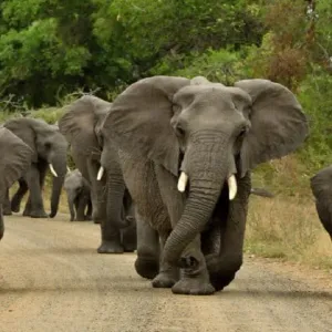 العلماء يستنتجون أن الفيلة تستخدم أسماء للتواصل فيما بينها