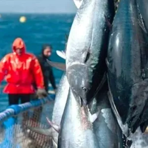 إنطلاق الحملة الوطنية لصيد التونة الحمراء غدا الخميس