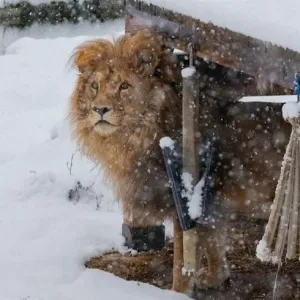أسد ودببة تمرح وسط الثلوج في كوسوفو
