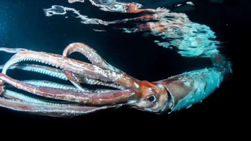 لقطة مرعبة لـ الحبار العملاق يطيح بكاميرا في أعماق البحار (فيديو)