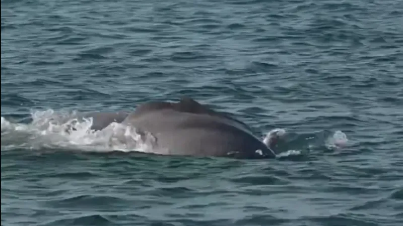 بالفيديو.. رصد دلافين المحيط الهندي الأحدب في المياه القطرية.. والبيئة تحذر