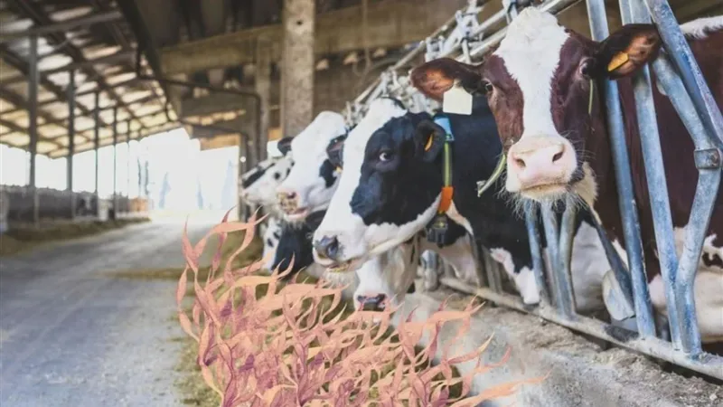 خبراء يشككون في فعالية تغيير أعلاف البقر لخفض انبعاثات غاز الميثان