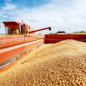 المغرب يعزز تعاونه مع روسيا في مجال الحبوب ويستورد 200 ألف طن منذ بداية العام