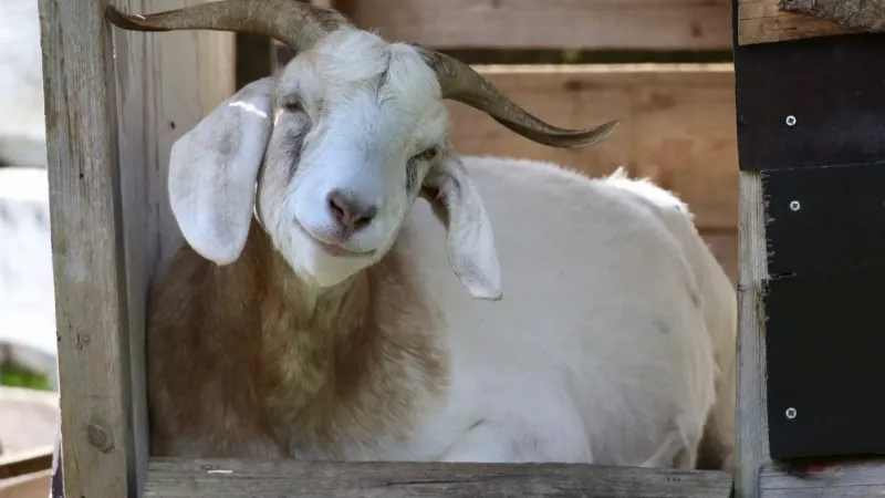 جزيرة إيطالية تطلق مبادرة "تبني معزة" لمعالجة مشكلة تضخم عدد الماعز