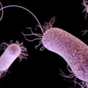 بكتيريا قاتلة تثير المخاوف في اليابان