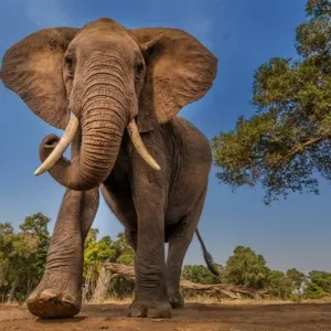 باحثون يحاولون فك طلاسم لغة الإشارة لدى الفيلة