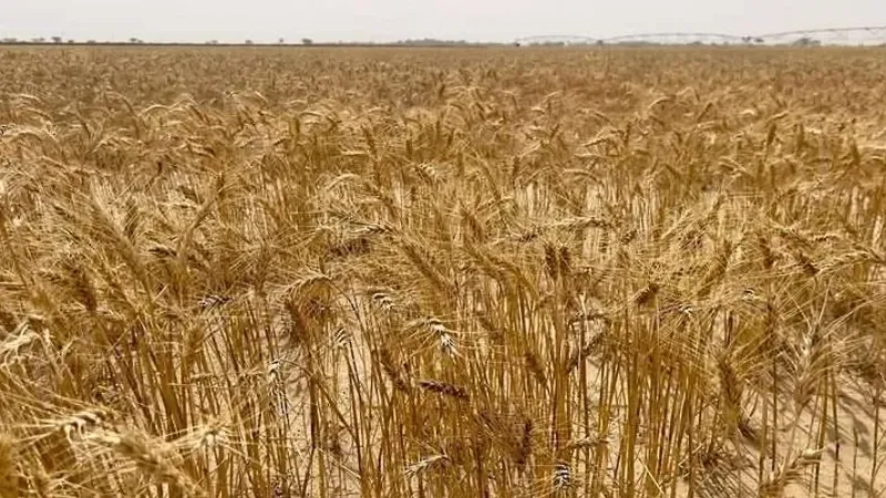 250 طنًّا كمية إنتاج القمح بمحافظة البريمي