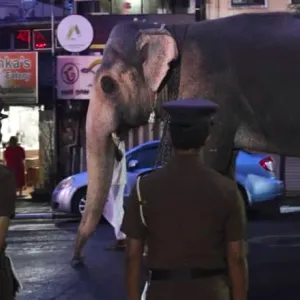 طلبت الشرطة إيقاف التصوير.. شاهد ما حدث لفيل ضلّ طريقه خلال طقوس دينية