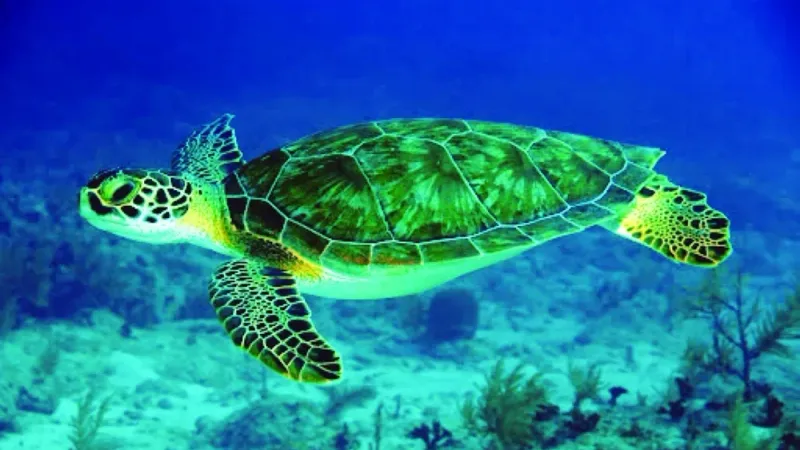 رصد "السلاحف الخضراء" في المياه القطرية