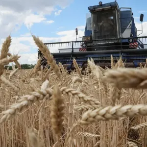 الجزائر تطرح مناقصة لشراء 50 ألف طن من القمح