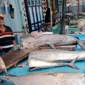 لماذا تحتفل الأمم المتحدة باليوم العالمي لسمكة التونة؟