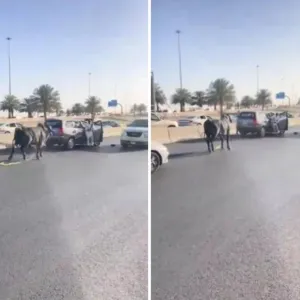 شاهد.. ثور هارب يهاجم السيارات والمارة في أحد شوارع الرياض