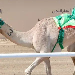 مهرجان ولي العهد للهجن.."صمت".. التوقيت الأفضل في يوم الجذاع