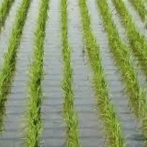 الري المصرية: حظر زراعة الأرز في غير المناطق المصرح بها وغرامات للمخالفين