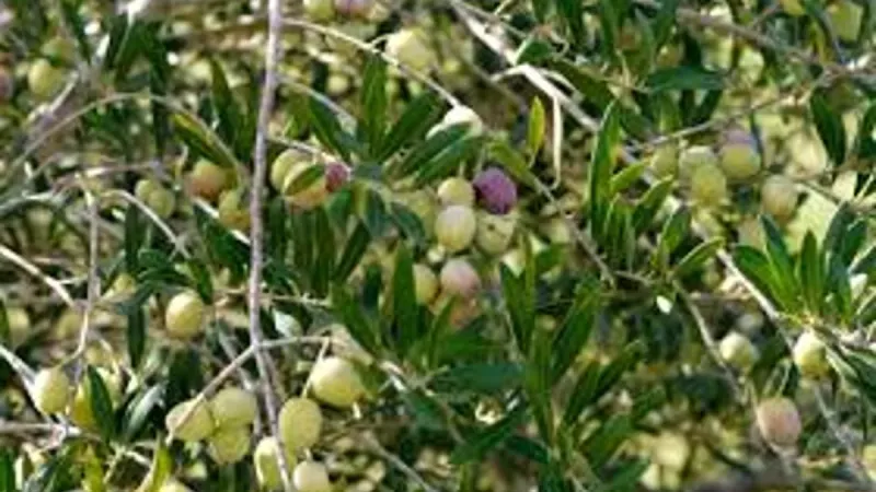 بالفيديو.. أكاديمي: زراعة الزيتون تنجح في الشمال والمرتفعات الجنوبية