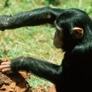 دراسة تكشف الشمبانزي يعالج نفسه باستخدام النباتات الطبية