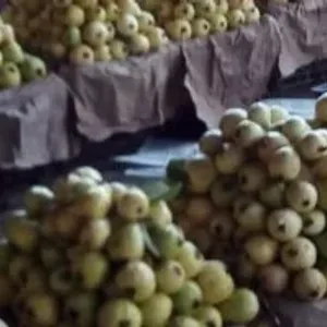 أسعار 10 أصناف فاكهة بسوق العبور.. الجوافة من 9 لـ17 جنيها