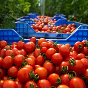 رغم الجفاف.. صادرات الطماطم المغربية نشهد ارتفاعا خلال الربع الأول من عام 2024