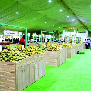 انطلاق مهرجان المانجو في سوق واقف