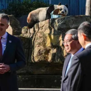 الصين توطّد علاقتها مع أستراليا عبر «دبلوماسية الباندا»