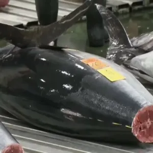 مزاد الأسماك الياباني يفتتح بسمكة تونة بقيمة 800 ألف دولار