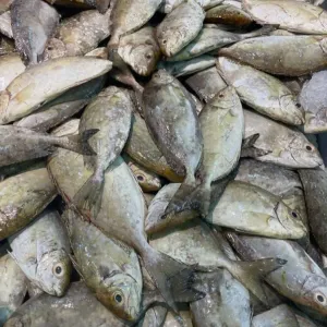 29.4% ارتفاع أسعار الأسماك لشهر مارس مقارنة بـ2023