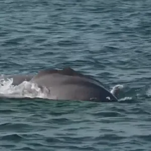 بالفيديو.. رصد دلافين المحيط الهندي الأحدب في المياه القطرية.. والبيئة تحذر