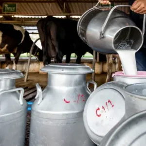 “وفرة” مسحوق الحليب تتسبب في أزمة للفلاحين والتعاونيات