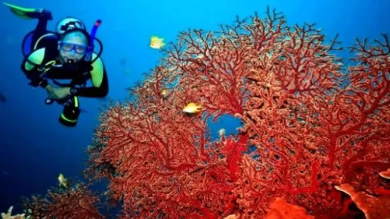 الانطلاق في استغلال المرجان الأحمر بداية السداسي الثاني من سنة 2024