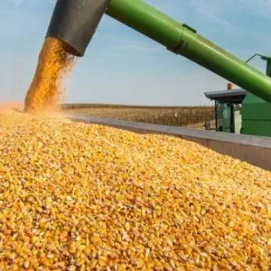سعر طن الذرة الصفراء في بورصة الدواجن اليوم.. «كم سجل الأرجنتيني؟»