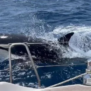 "الحيتان القاتلة" تغرق يختا شراعيا في مضيق جبل طارق
