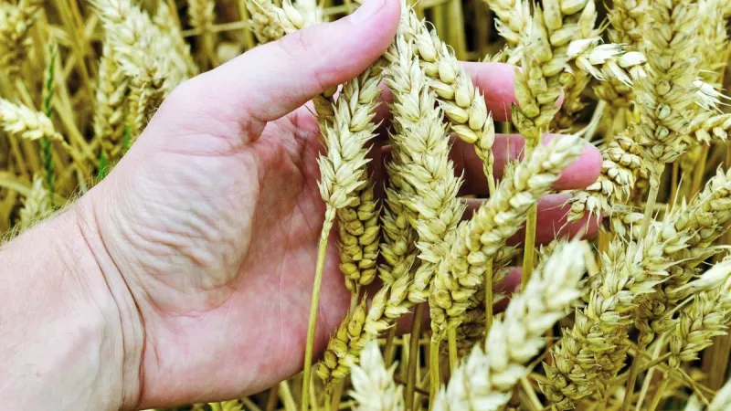 ارتفاع درجات الحرارة يهدد إنتاج القمح