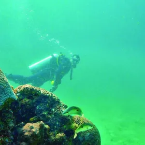 الشعابُ المرجانيّة في محافظة مسندم .. بيئةٌ جاذبة لمحبي الغوص