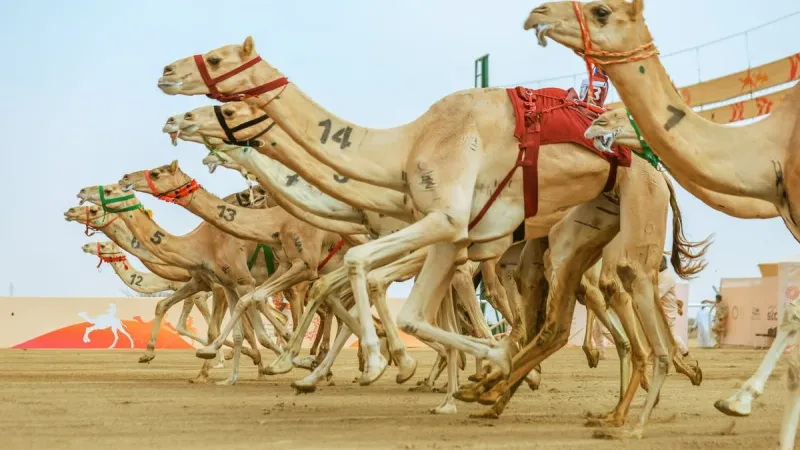 مهرجان ولي العهد للهجن يستقبل المشاركين في أشواط المرحلة النهائية.. غداً