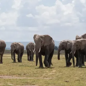 الفلفل الحار والنحل.. أسلحة القرويين لمواجهة هجمات الأفيال في تنزانيا